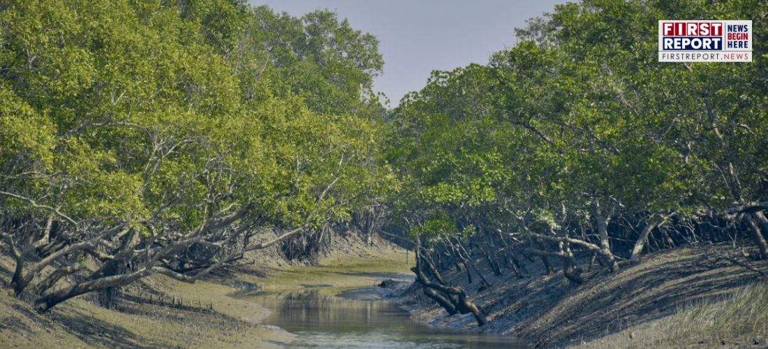 Air Pollution Threat to Mangrove Forests in India