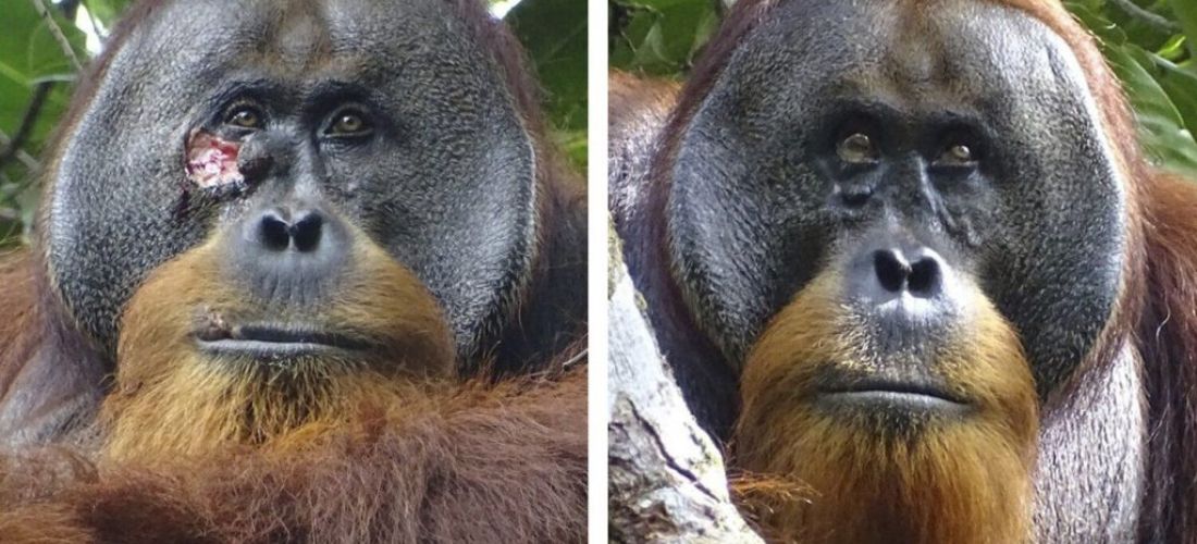 Orangutans Medicinal Plant