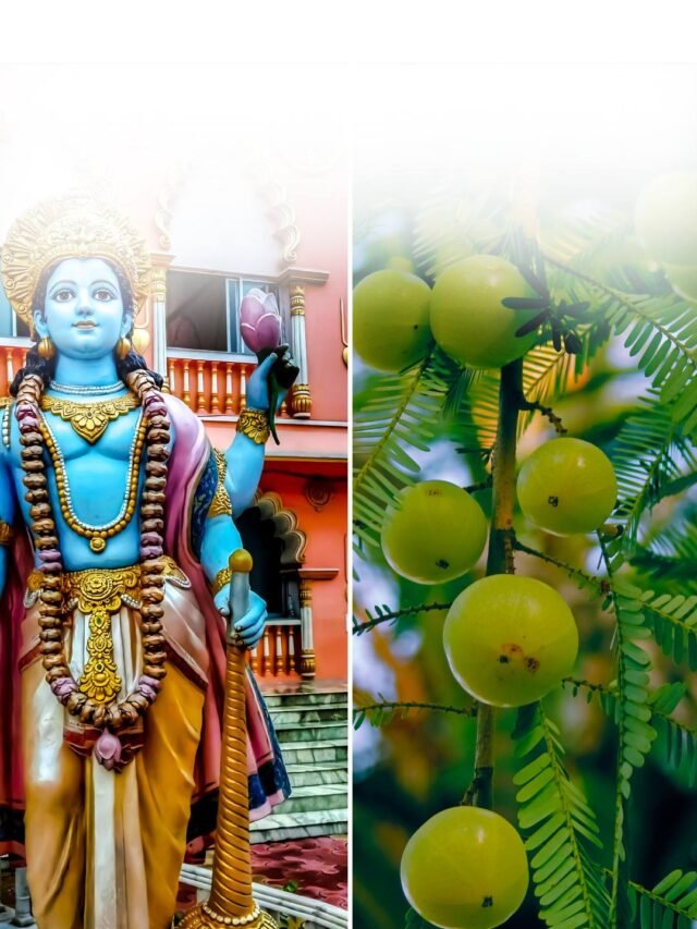 Amla Navami 2024: Date, Time, Shubh Muhurat, Significance And Rituals