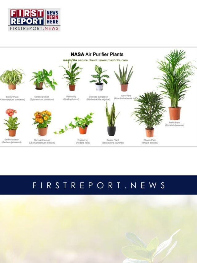 NASA Air Purifying Plants: 10 Best for Cleaner Indoor Air