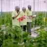 Brio Hydroponics team members inspect crops inside a climate-controlled hydroponic greenhouse in Gujarat