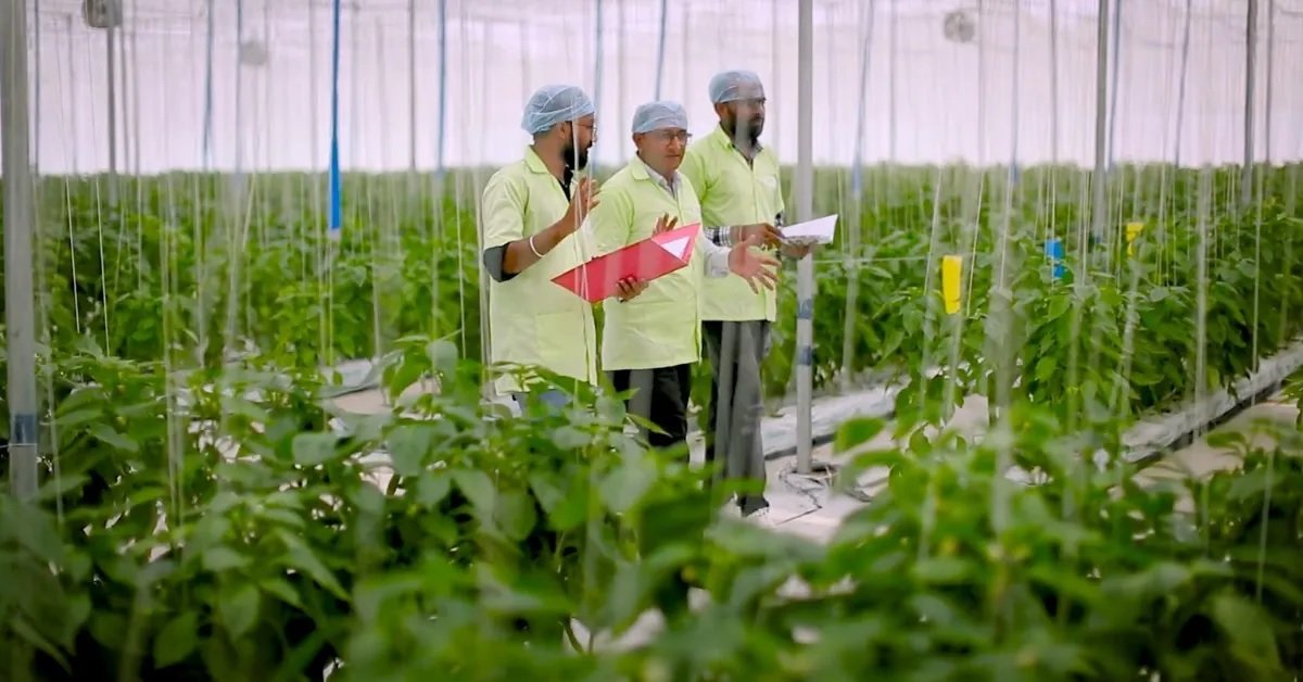 Brio Hydroponics team members inspect crops inside a climate-controlled hydroponic greenhouse in Gujarat